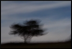 Simples portraits d'arbres isolés