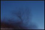 Arbre flou - Ciel bleu - Neige