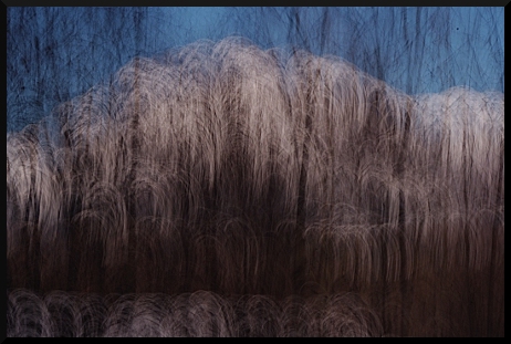 Haie floue, bleue et marron