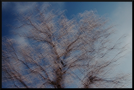 Arbre flou - Ciel bleu - Neige