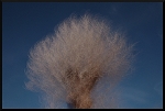 Arbre flou - Ciel bleu - Neige