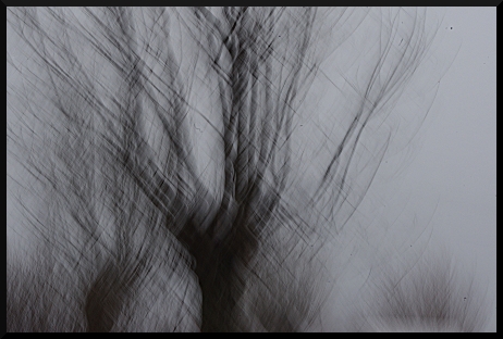 Arbre flou