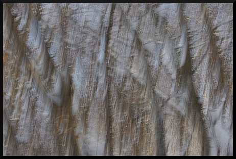 Promenade blanche et grise en forêt