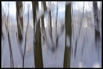 Promenade blanche et grise en forêt