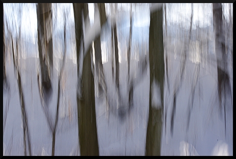 Promenade blanche et grise en forêt