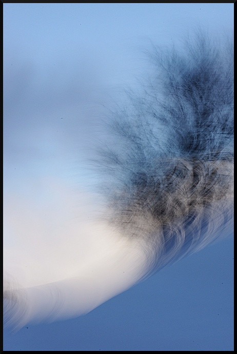 Bleu, Blanc, Neige, au Pays des arbres flous
