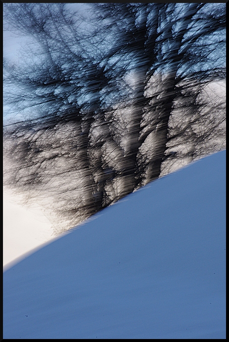 Bleu, Blanc, Neige, au Pays des arbres flous