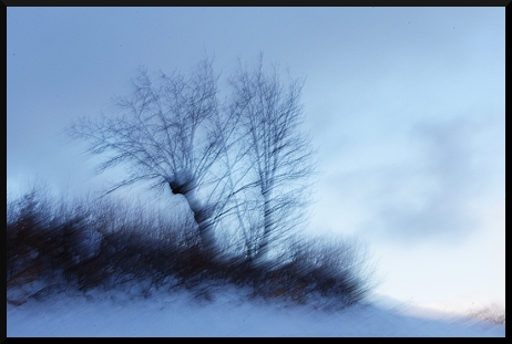 Bleu, Blanc, Neige, au Pays des arbres flous