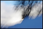 Bleu, Blanc, Neige, au Pays des arbres flous