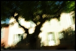 Variations sur des platanes...