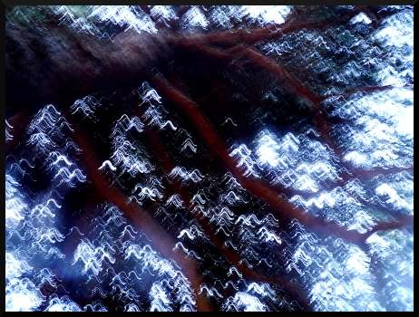Arbres flous à Roure
