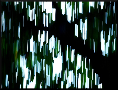 Arbres flous à la Fondation Maeght