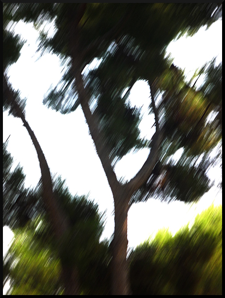 Arbres flous à la Fondation Maeght