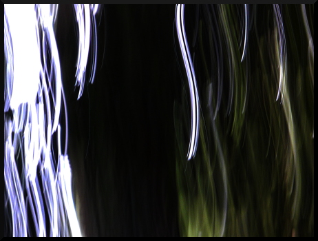 Arbres flous à la Fondation Maeght