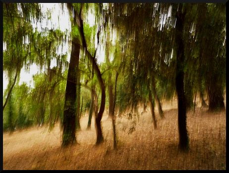 Arbres flous à la Fondation Maeght