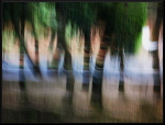 Arbres flous à la Fondation Maeght