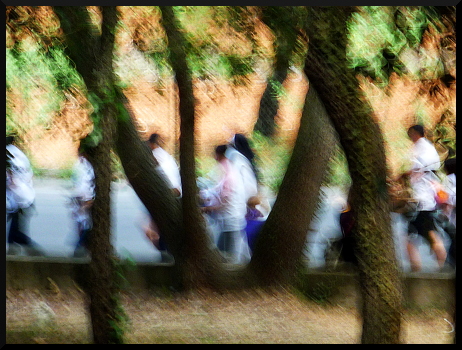 Arbres flous à la Fondation Maeght
