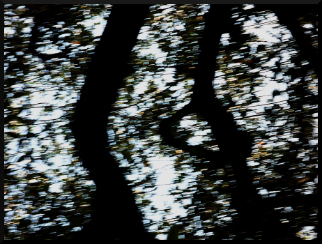 Arbres flous à la Fondation Maeght