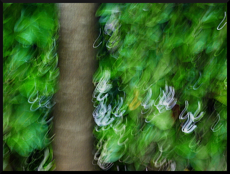 Arbres flous à Saint-Sauveur sur Tinée