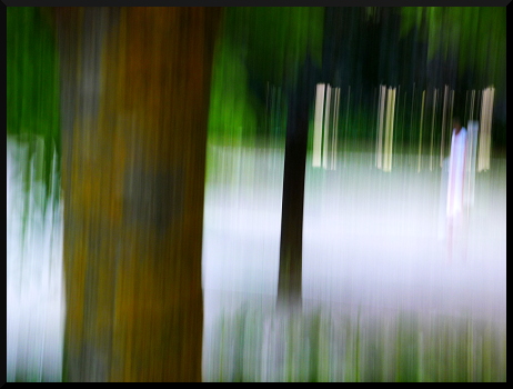 Arbres flous à Saint-Sauveur sur Tinée