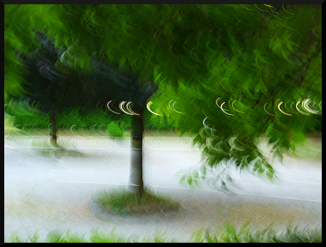 Arbres flous à Saint-Sauveur sur Tinée