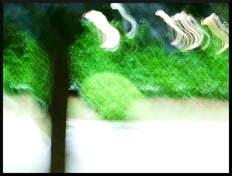 Arbres flous à Saint-Sauveur sur Tinée