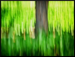 Arbres flous à Saint-Sauveur sur Tinée