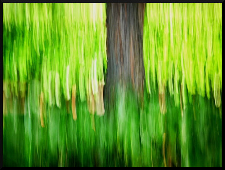 Arbres flous à Saint-Sauveur sur Tinée