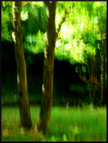 Arbres flous à Saint-Sauveur sur Tinée