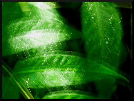 Feuilles floues à Saint-Sauveur sur Tinée