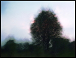 Arbres flous au Noyer