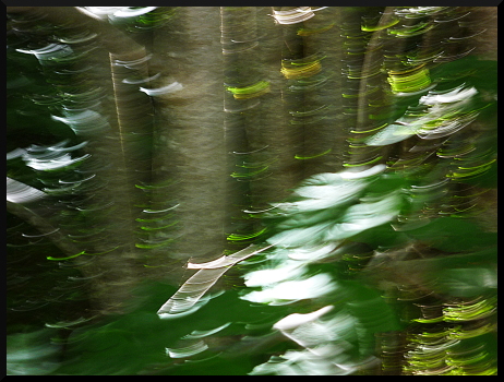 Feuillages flous