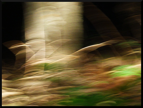 Sous-Bois en Valbonnais