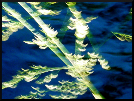 Feuillages flous