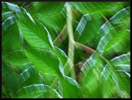 Feuillages flous