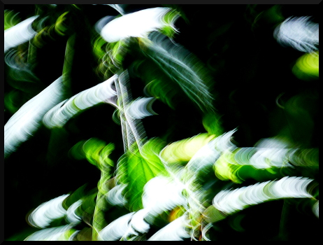 Lumière et feuillages