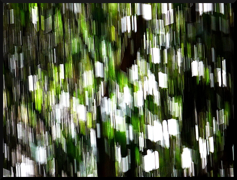 Arbres flous dans le Valgaudemar
