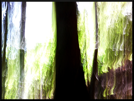 Arbres flous dans le Valgaudemar