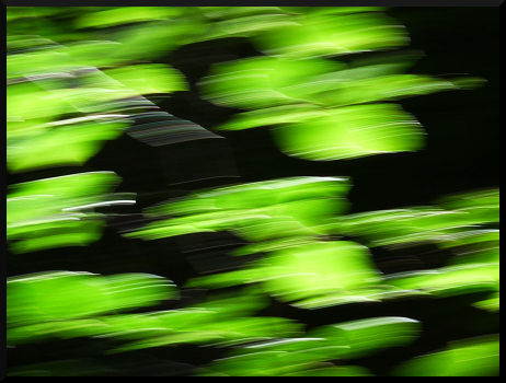 Arbres flous dans le Valgaudemar