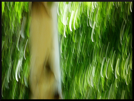 Arbres flous dans le Valgaudemar