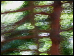 Arbres flous dans le Valgaudemar