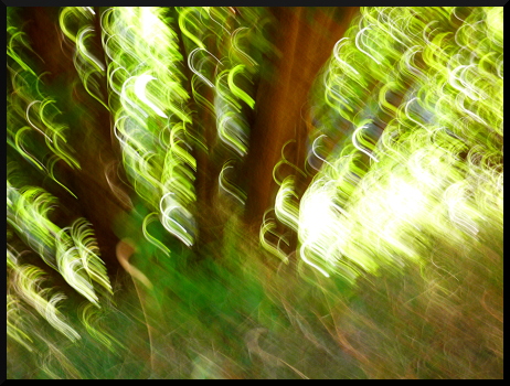 Arbres flous dans le Valgaudemar