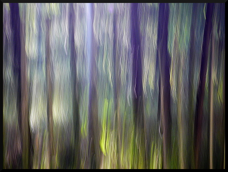 Arbres flous dans le Valgaudemar