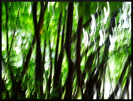 Arbres flous dans le Valgaudemar
