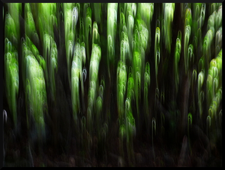 Arbres flous dans le Valgaudemar
