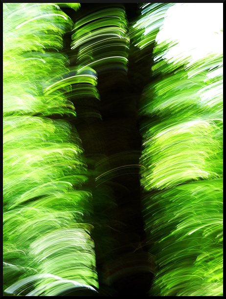 Arbres flous dans le Valgaudemar