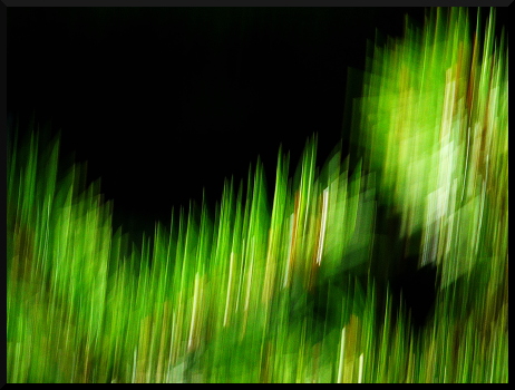 Arbres flous dans le Valgaudemar