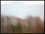Arbres flous