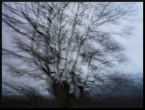 Arbres flous sous la neige