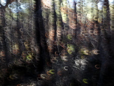 Forêt de pins